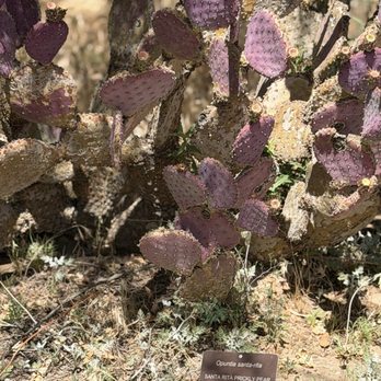 Boyce Thompson Arboretum - Botanical Gardens Near Me - Superior, Arizona