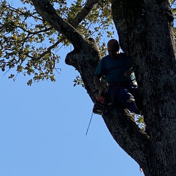 Pete’s Tree Service - Tree Services Near Me Pete’s Tree Service - Tree Services Near Me