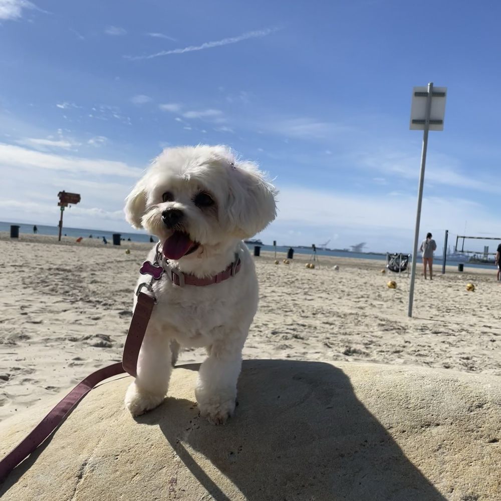 my lucy. happy out and away from being kept in a crate for 2+ hours. my lucy. happy out and away from being kept in a crate for 2+ hours.