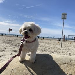 my lucy. happy out and away from being kept in a crate for 2+ hours.