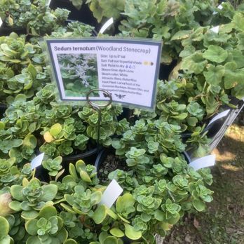 Swamp Rose Co-op - Sedum - Woodland Stonecrop - Nurseries & Gardening Near Me - Silver Spring, Maryland