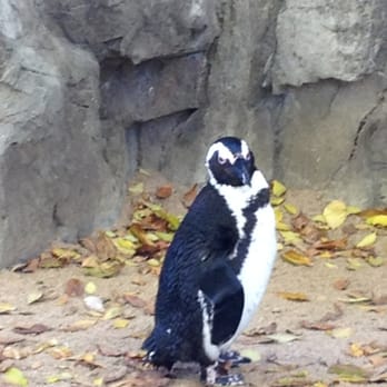 Denver Zoo - Zoos Near Me - Denver, Colorado Denver Zoo - Zoos Near Me - Denver, Colorado