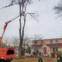 Photo of Apple Tree Services