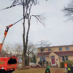 Apple Tree Services