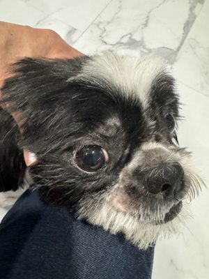 All Dogs Go to Bev Las Vegas NV 89121 US MapQuest