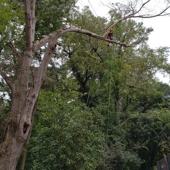 Figueroa Tree Service - Tree Services Near Me Figueroa Tree Service - Tree Services Near Me