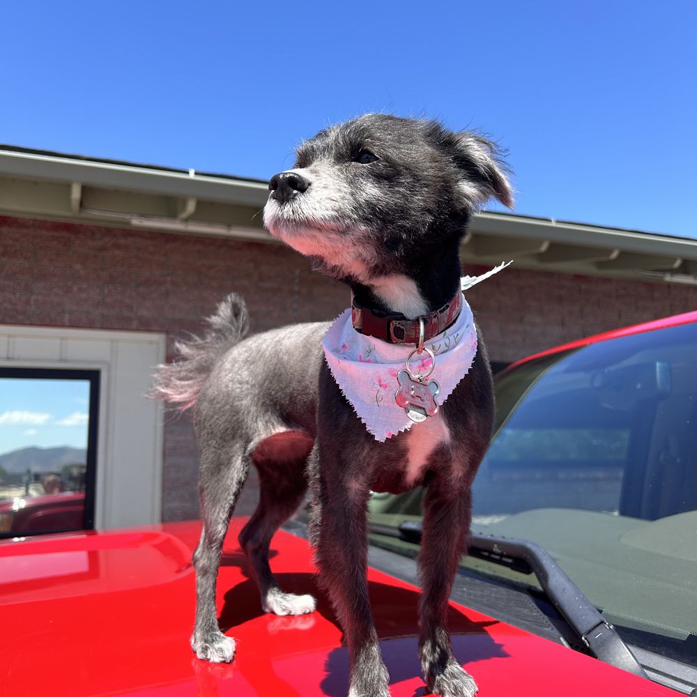 On Command - Pet Sitting Near Me - Reno, Nevada