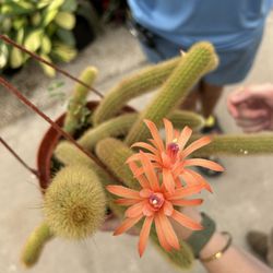 Driftwood Garden Center & Florist - Unique cactus!