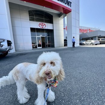 Claremont Toyota - Claremont Toyota is pet friendly and my pup is always so loved!! My pup was happy to get to ride in his beautiful Grand Highlander again! - Car Dealers Near Me - Claremont, California Claremont Toyota - Claremont Toyota is pet friendly and my pup is always so loved!! My pup was happy to get to ride in his beautiful Grand Highlander again! - Car Dealers Near Me - Claremont, California