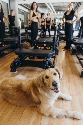 Pure Pilates Austin by null