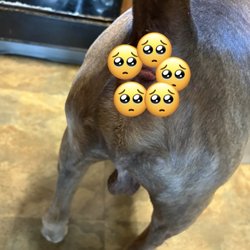 Prince George's Animal Hospital - He was being seen for this and no one cared to check on us for over 45 mins. Crazy smh.