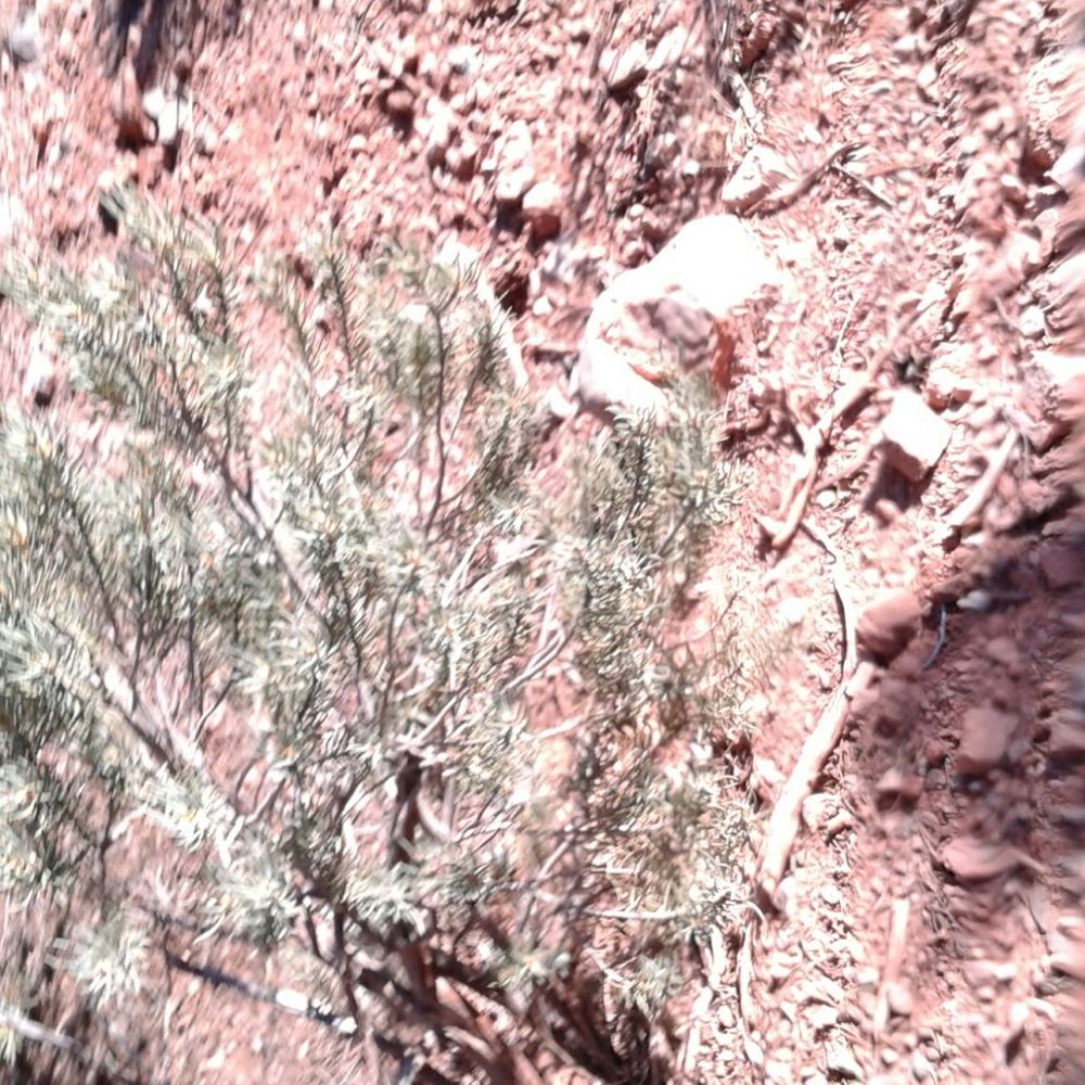 White Rock Loop - Hiking Near Me - Las Vegas, Nevada