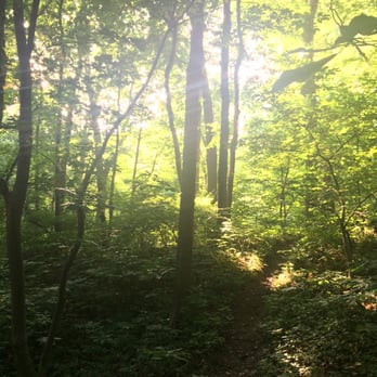 California Woods - Sunset in the woods - Hiking Near Me - Cincinnati, Ohio