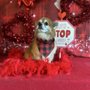 Photo of Dapper Dan's Dog Grooming