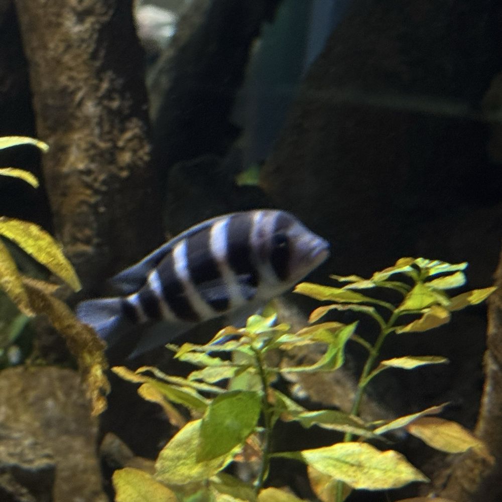 OdySea Aquarium - Aquariums Near Me - Scottsdale, Arizona OdySea Aquarium - Aquariums Near Me - Scottsdale, Arizona