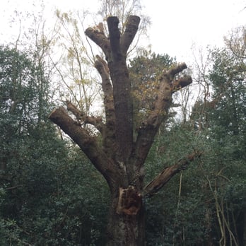 Sutton Park - Parks Near Me - Sutton Coldfield, XWM