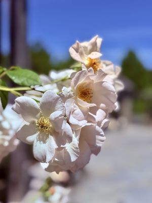 Lewis Ginter Botanical Garden by null