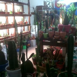 Cultivo Urbano