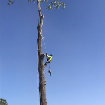 Marvilla’s Tree Service - Tree Services Near Me Marvilla’s Tree Service - Tree Services Near Me