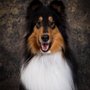 Photo of Janderson Photography