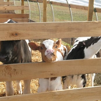 Shlagel Farms - Cute calves - Farmers Market Near Me - Waldorf, Maryland Shlagel Farms - Cute calves - Farmers Market Near Me - Waldorf, Maryland