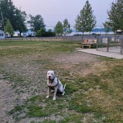 Lakewood Bark Park