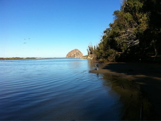 Morro Bay State Park by null