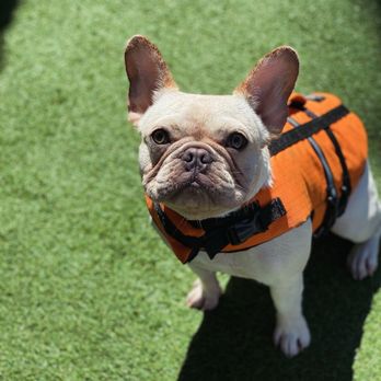 Ruff House Pet Resort - Pet Training Near Me - Riverside, California