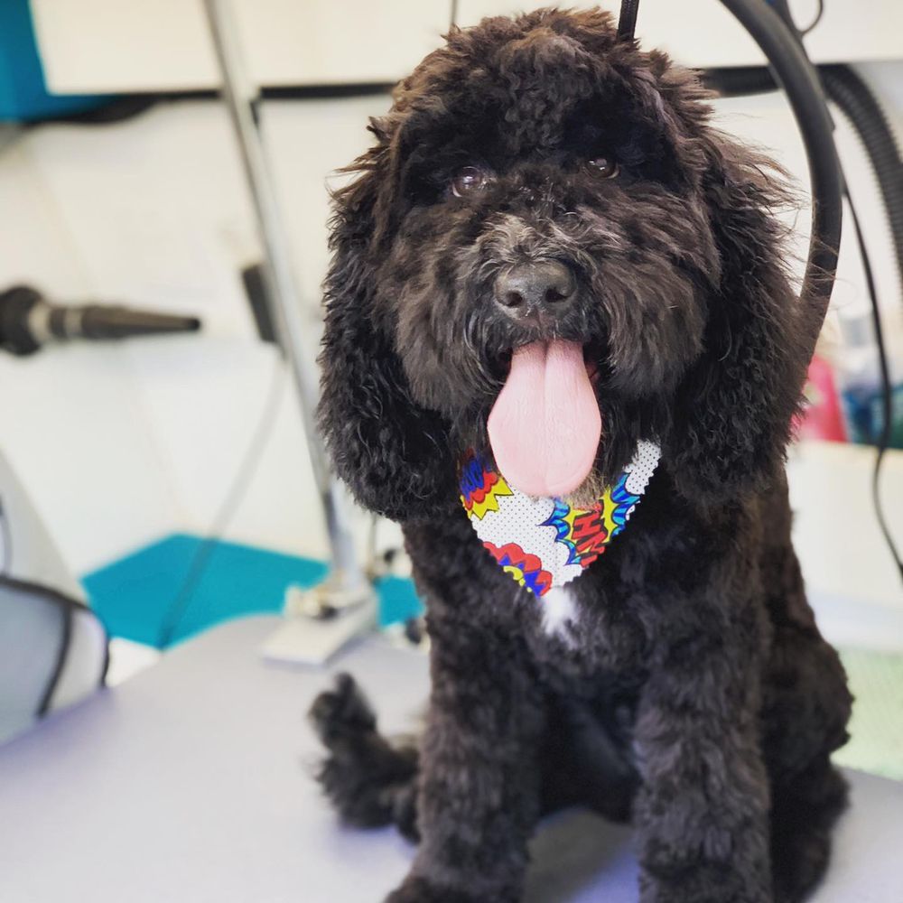 PAWADISE GROOMING 151 Photos & 30 Reviews 3205 Midway Dr, San Diego