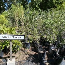 Known Source Farms - Shade trees