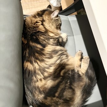 Emergency Pet Intensive Care - Rough 24hrs for kitty - Emergency Pet Hospital Near Me - Temecula, California Emergency Pet Intensive Care - Rough 24hrs for kitty - Emergency Pet Hospital Near Me - Temecula, California