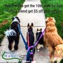Photo of Mutts In A Rutt