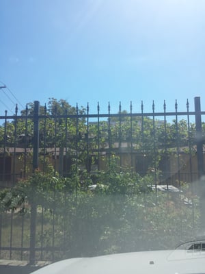 Ramblin Rose by null