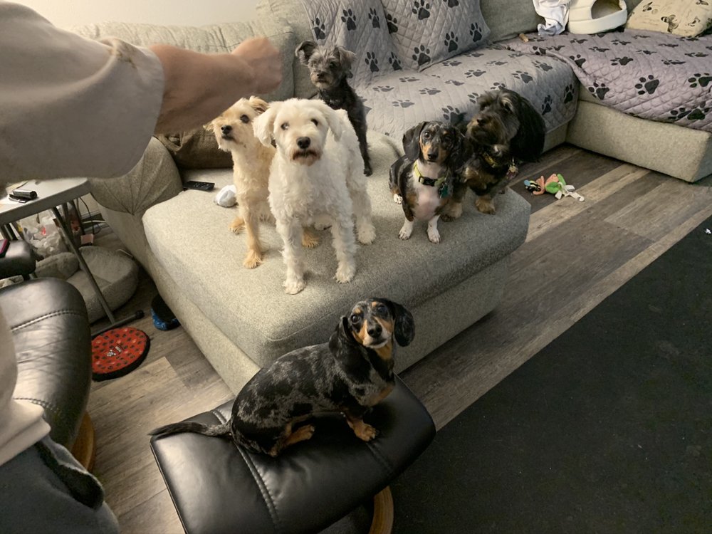 Toni’s Happy Paws - pet boarding facility in San Antonio, TX