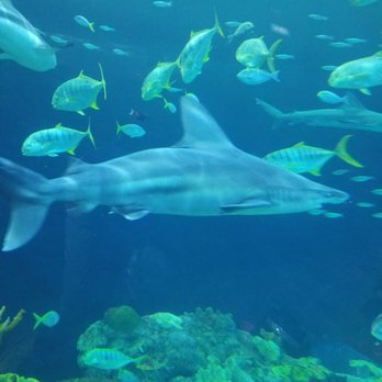 Shedd Aquarium - Shark exhibit! So beautiful - Aquariums Near Me - Chicago, Illinois