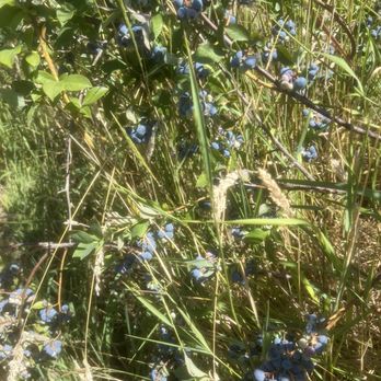 Grandma Dixie Place - Blueberries that are so sweet and juicy! - Pick Your Own Farms Near Me - Brush Prairie, Washington