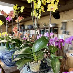 RF Orchids