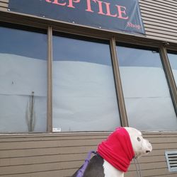 The Reptile Shop - Shop dog Brooklyn