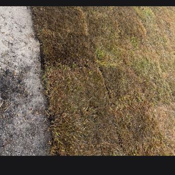 Action Sod & Landscape Gardens - Action Sod grass - Nurseries & Gardening Near Me - Miami, Florida