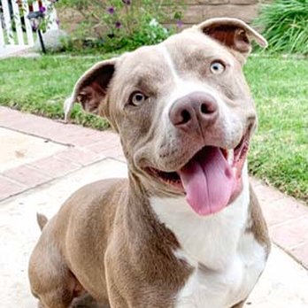 Yosemite Pet Hospital - Happy patient of Yosemite Pet Hospital - Veterinarians Near Me - Simi Valley, California Yosemite Pet Hospital - Happy patient of Yosemite Pet Hospital - Veterinarians Near Me - Simi Valley, California