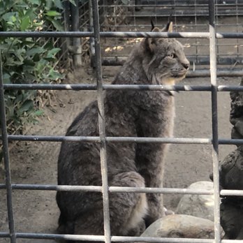 Wildlife Learning Center - Bob cat - Zoos Near Me - Sylmar, California