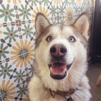 Flower Child - If you can't tell, Rex loves this place more than I do! Food is great and love that I can take my best-friend with me for lunch dates! - Vegetarian Near Me - Denver, Colorado Flower Child - If you can't tell, Rex loves this place more than I do! Food is great and love that I can take my best-friend with me for lunch dates! - Vegetarian Near Me - Denver, Colorado