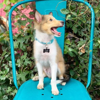 House Wine - Super dog friendly patio! - Wine Bars Near Me - Austin, Texas House Wine - Super dog friendly patio! - Wine Bars Near Me - Austin, Texas