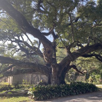 Duffie Oak Tree - Another photo of the 300 year old tree - Botanical Gardens Near Me - Mobile, Alabama Duffie Oak Tree - Another photo of the 300 year old tree - Botanical Gardens Near Me - Mobile, Alabama