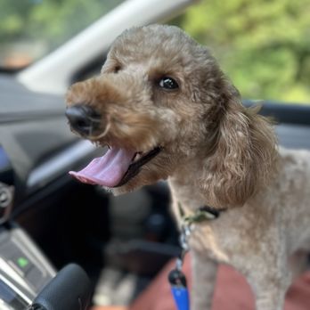 Tiffany's Pet Salon - Tyson (mini doodle) - Pet Groomers Near Me - Mint Hill, North Carolina Tiffany's Pet Salon - Tyson (mini doodle) - Pet Groomers Near Me - Mint Hill, North Carolina