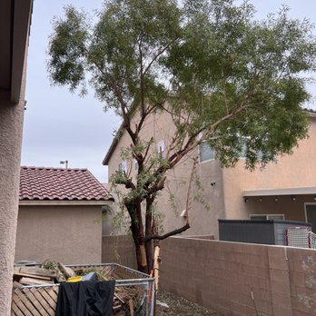 WestCo Tree Service - Before - Tree Services Near Me WestCo Tree Service - Before - Tree Services Near Me