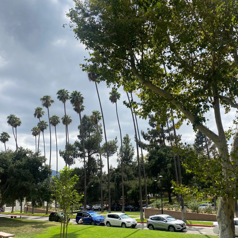 Brand Park - All the trees - Parks Near Me - Glendale, California