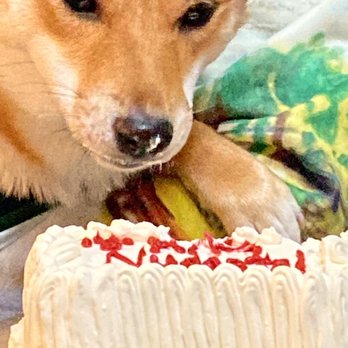 Redondo Dog - Pet Services Near Me - Carson, California Redondo Dog - Pet Services Near Me - Carson, California