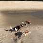 Photo of Dogs' Choice Boarding & Daycare