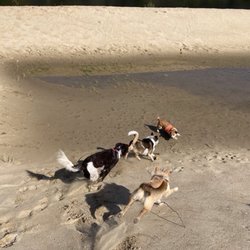 Dogs' Choice Boarding & Daycare - Playtime makes for tired doggies.